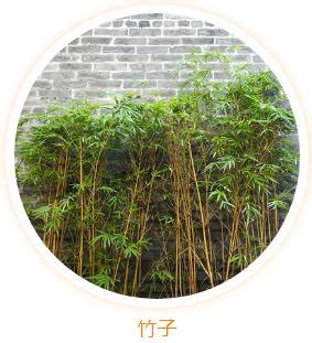 大門對房門植物|大門口適合放什麼植物？風水師推薦發財樹、富貴竹、。